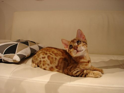 Lost Bengal black named Mittens in Medicine Hat