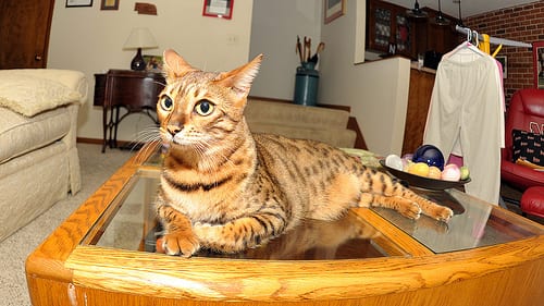 Lost Bengal black and white named Smokey in Châteauguay