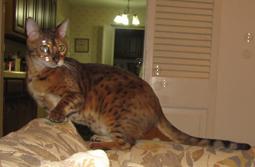 Felix