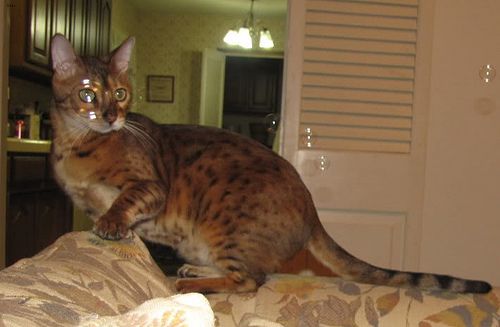 Lost Bengal calico named Felix in Calgary