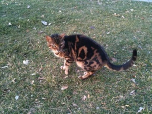Lost Bengal grey tabby named Lily in Sarnia