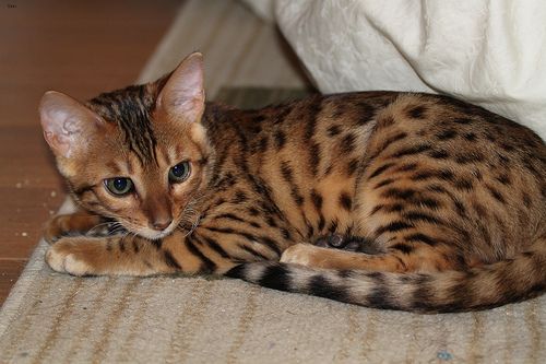 Lost Bengal tabby named Salem in Victoriaville