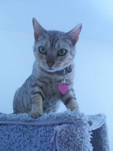 Lost Bengal black and white named Salem in Newmarket