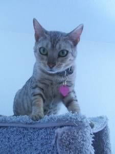 Lost Bengal black named Misty in Fort McMurray