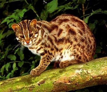 Lost Bengal grey tabby named Boots in Bridgewater
