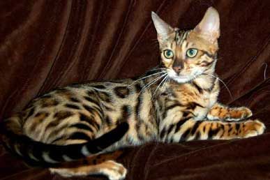 Lost Bengal orange tabby named Pumpkin in Campbellton