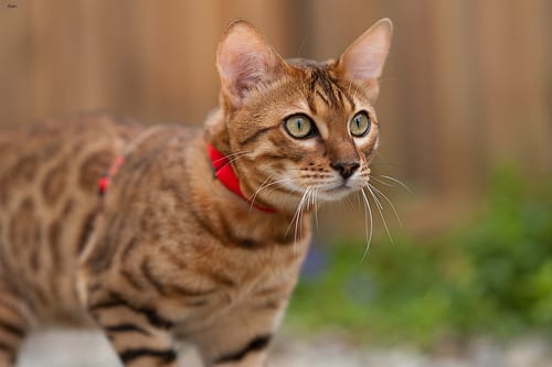 Lost Bengal tabby named Misty in Saskatoon