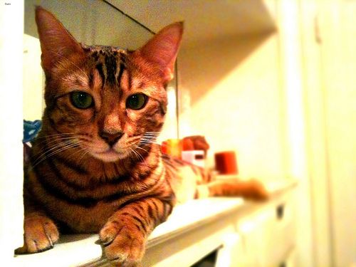Lost Bengal black named Biscuit in Morden