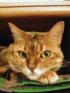 Lost Bengal tortoiseshell named Salem in North Vancouver