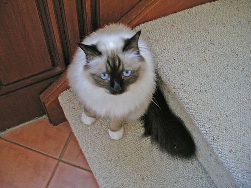 Lost Birman black named Lola in Cobourg