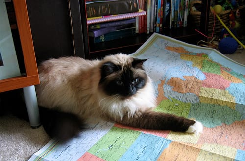 Lost Birman grey tabby named Willow in Repentigny
