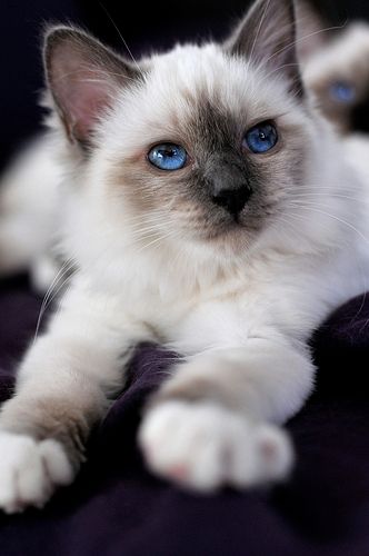 Lost Birman white named Chloe in Waterloo