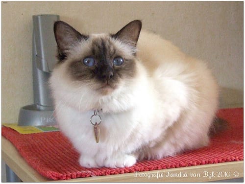Lost Birman white named Willow in Vancouver