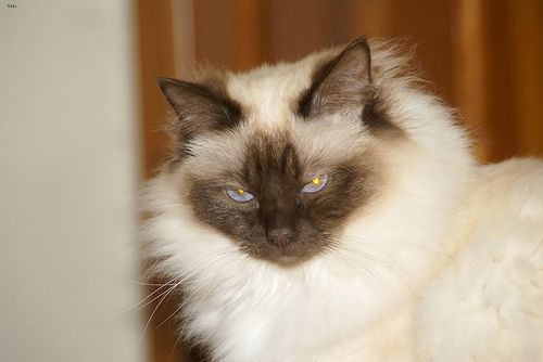 Lost Birman tortoiseshell named Simba in Mascouche