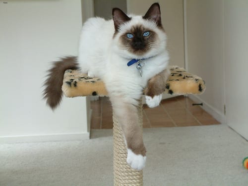 Lost Birman grey tabby named Oscar in Québec City