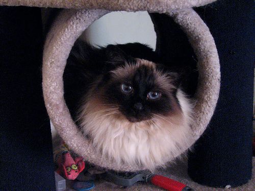 Lost Birman orange tabby named Felix in Estevan