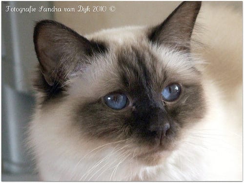 Lost Birman white named Salem in Morden