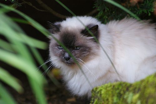 Lost Birman black and white named Cleo in Calgary