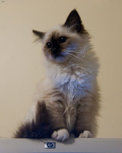 Lost Birman calico named Lola in Saint-Eustache