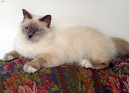Lost Birman white named Toby in Morden