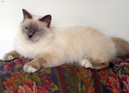 Lost Birman cream named Simba in Montréal