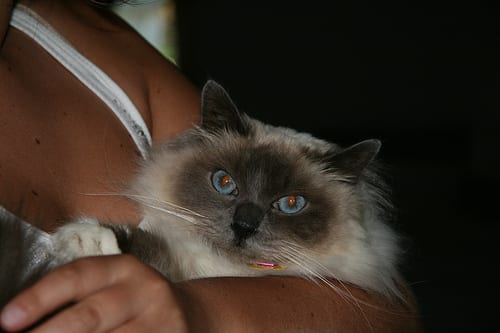 Lost Birman grey named Biscuit in Edmonton