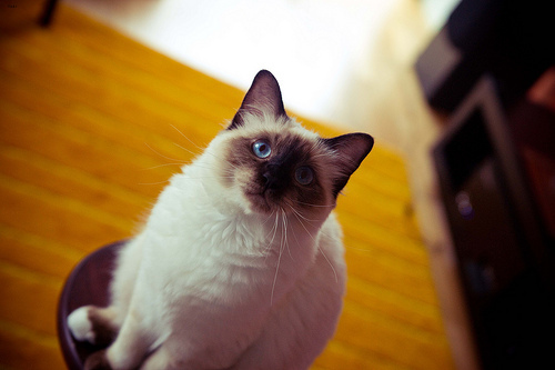 Willow