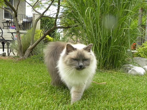 Lost Birman tabby named Oscar in Richmond Hill