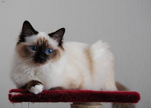 Lost Birman white named Shadow in Montréal