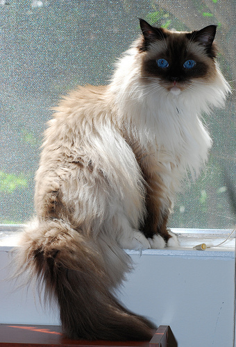 Lost Birman white named Pumpkin in Brantford