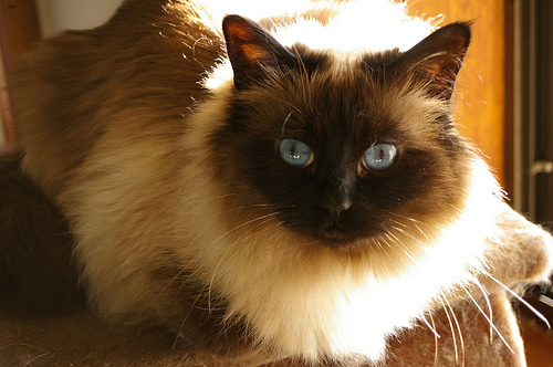Biscuit