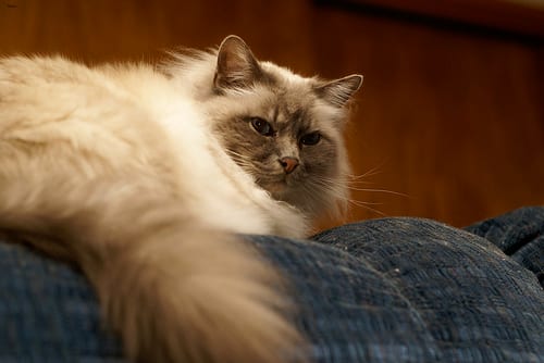 Lost Birman orange tabby named Jasper in Toronto