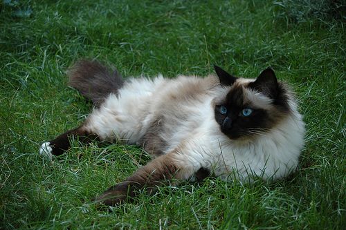 Lost Birman tabby named Toby in Amherst