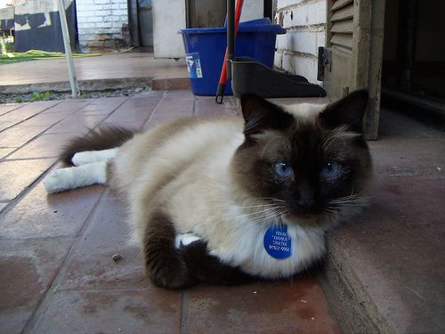 Lost Birman calico named Jasper in Moose Jaw