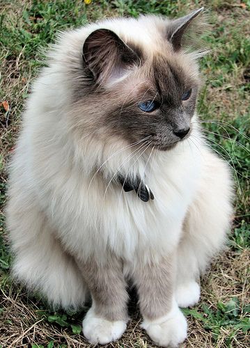 Lost Birman orange tabby named Lola in Whitby