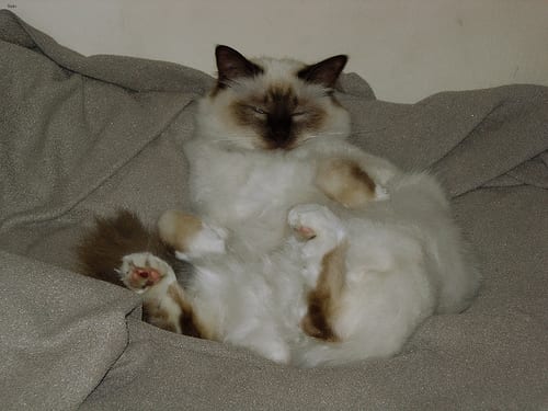 Lost Birman grey tabby named Felix in Milton
