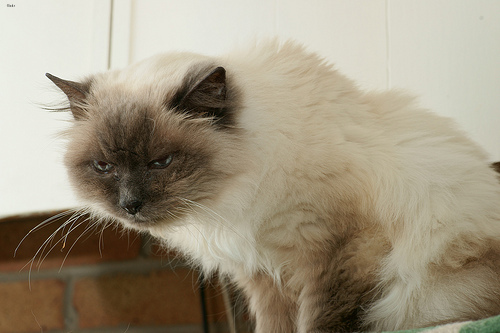Lola