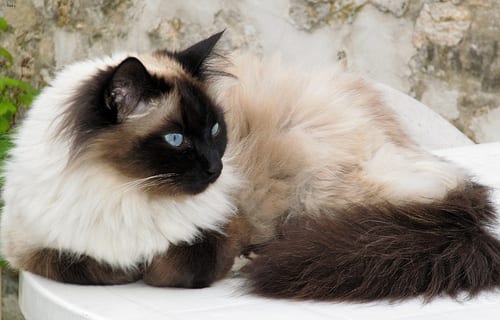 Lost Birman black named Smokey in Prince Albert
