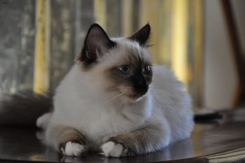 Lost Birman calico named Pumpkin in Toronto