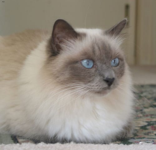 Lost Birman cream named Salem in Cobourg
