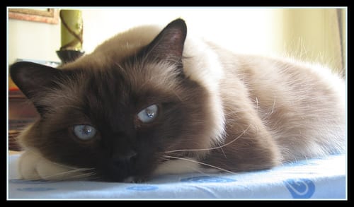 Lost Birman orange tabby named Tiger in Vancouver