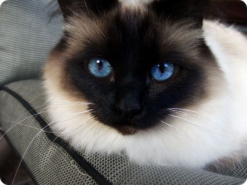 Lost Birman calico named Tiger in Courtenay