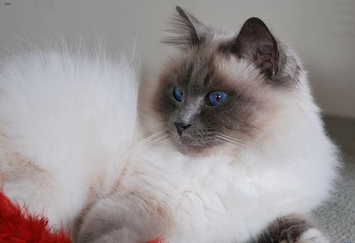 Lost Birman orange tabby named Biscuit in Montréal