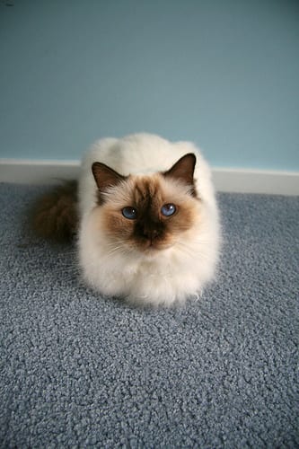 Lost Birman black and white named Shadow in Amherst