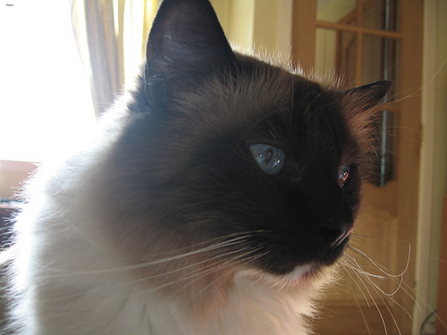 Toby