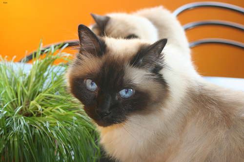 Lost Birman tabby named Salem in London