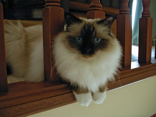Lost Birman black named Sophie in Milton
