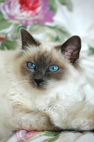 Lost Birman cream named Lily in Yarmouth