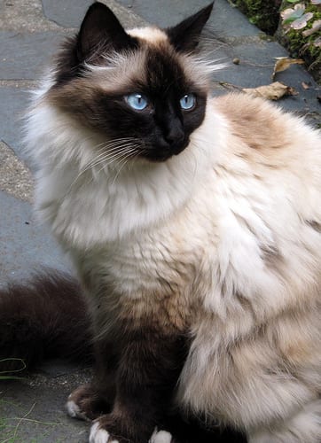 Lost Birman cream named Tiger in Brooks