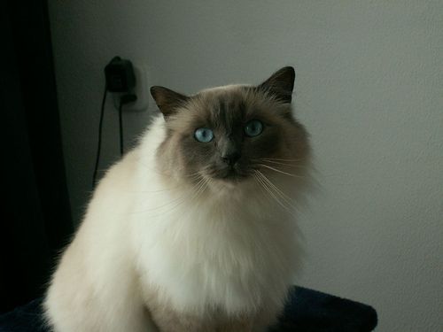 Lost Birman black and white named Lola in Airdrie